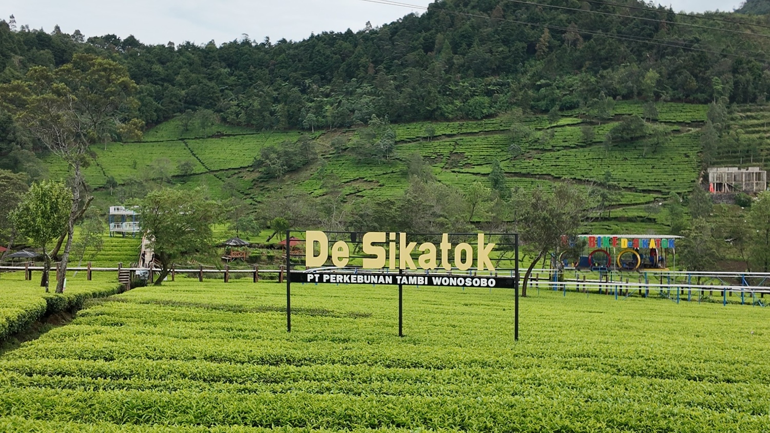 Kebun teh sikatok