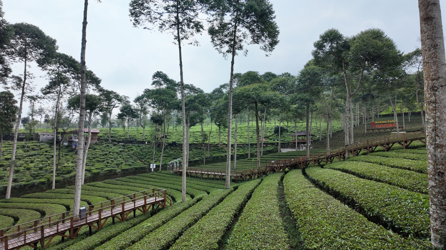 Kebun teh panama