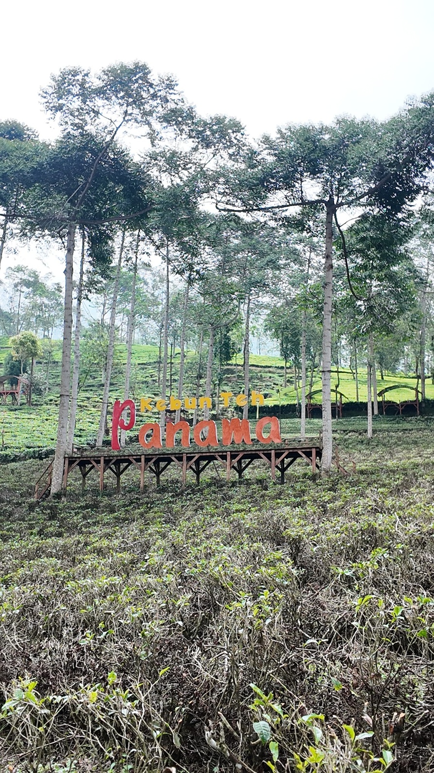Gallery Kebun teh panama