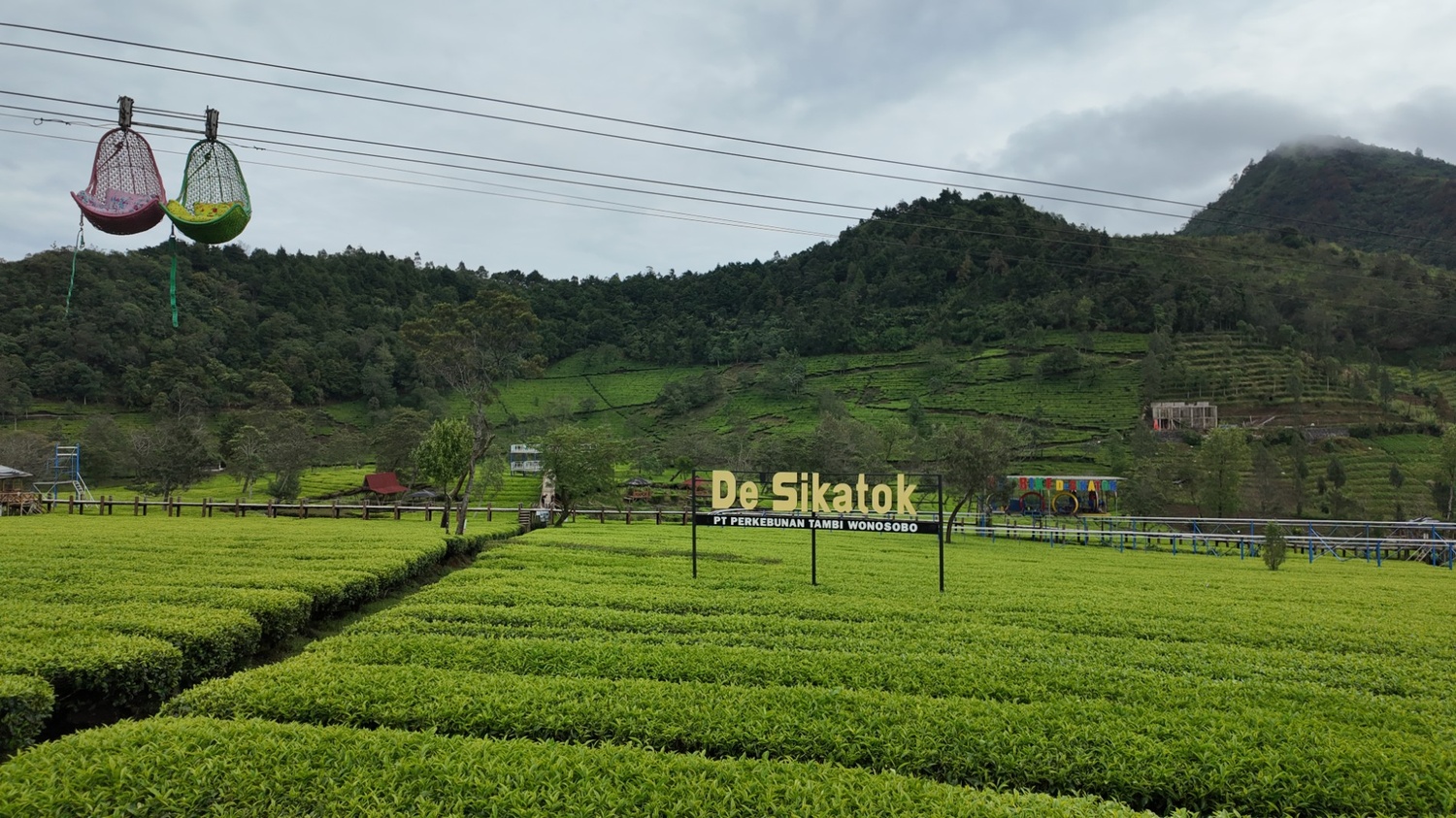 Gallery Kebun teh sikatok