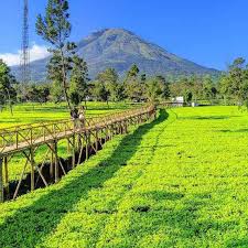 Gallery Kebun teh tambi