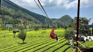Gallery Kebun teh tambi