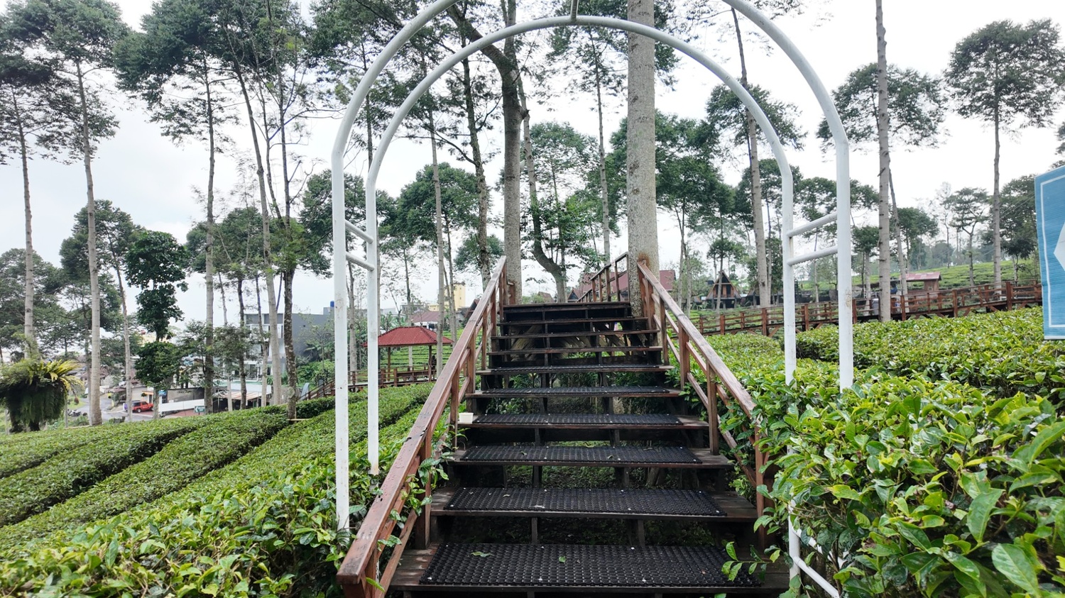Gallery Kebun teh panama