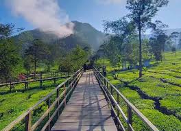 Gallery Kebun teh tambi