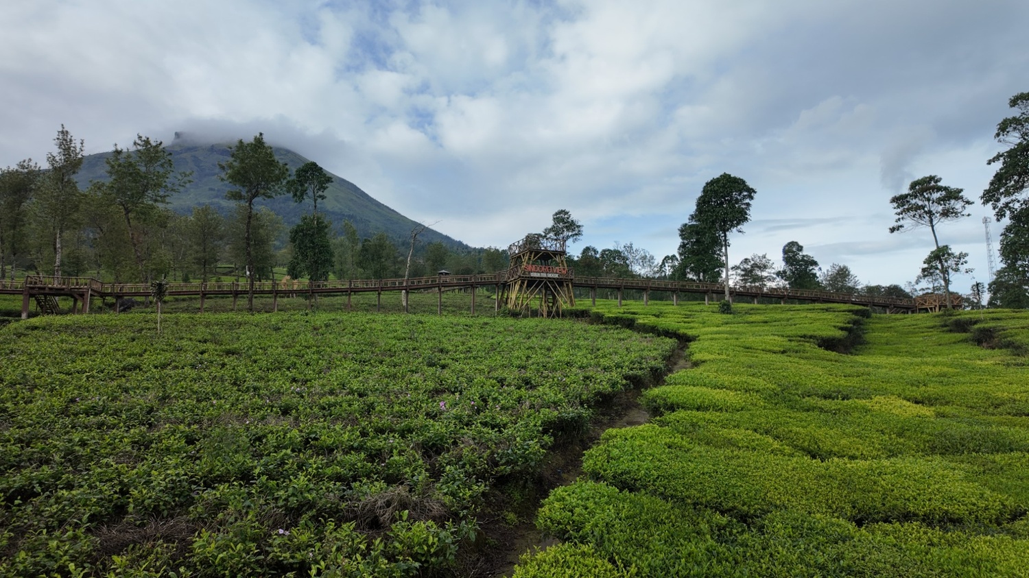 Gallery Kebun teh sikatok