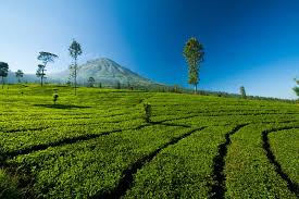 Gallery Kebun teh tambi